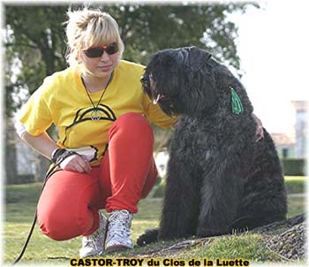 bouvier des flandres du clos de la luette - copyright déposé